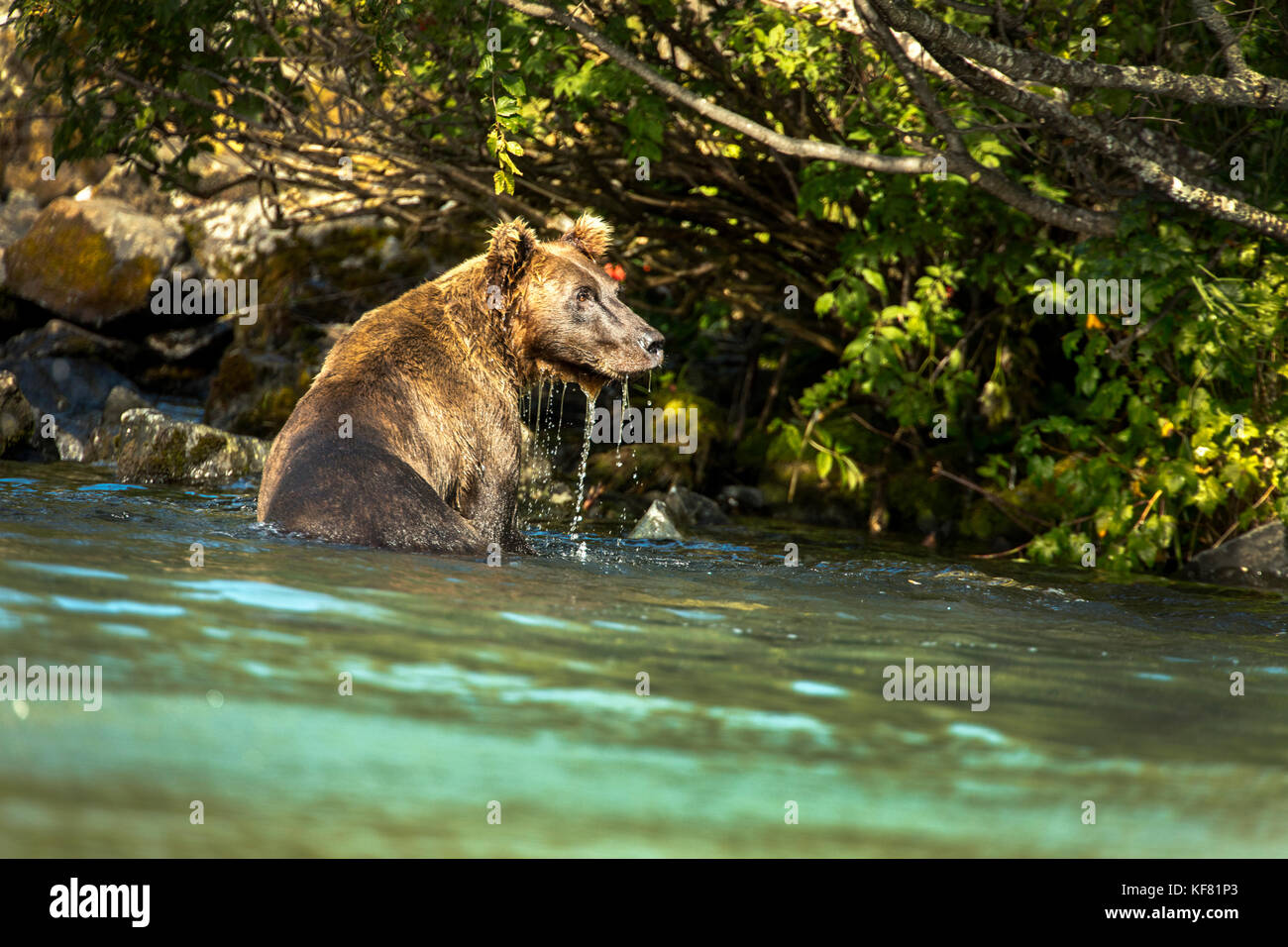 Usa, Alaska, redoute Bay, Big River Lake, ein Braun grizzly Bär den Fang von Fischen in den Gewässern in der Nähe von Wolverine Cove Stockfoto