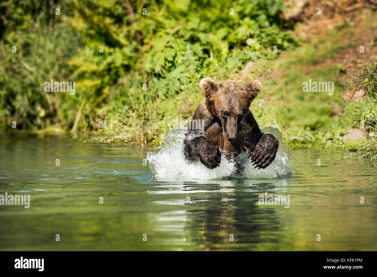 Usa, Alaska, redoute Bay, Big River Lake, ein Braun grizzly Bär den Fang von Fischen in den Gewässern in der Nähe von Wolverine Cove Stockfoto