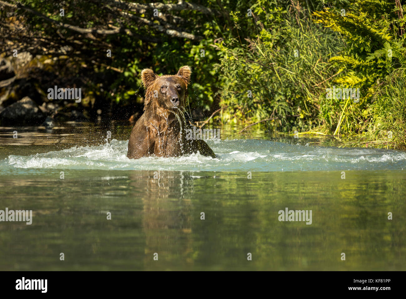 Usa, Alaska, redoute Bay, Big River Lake, ein Braun grizzly Bär den Fang von Fischen in den Gewässern in der Nähe von Wolverine Cove Stockfoto