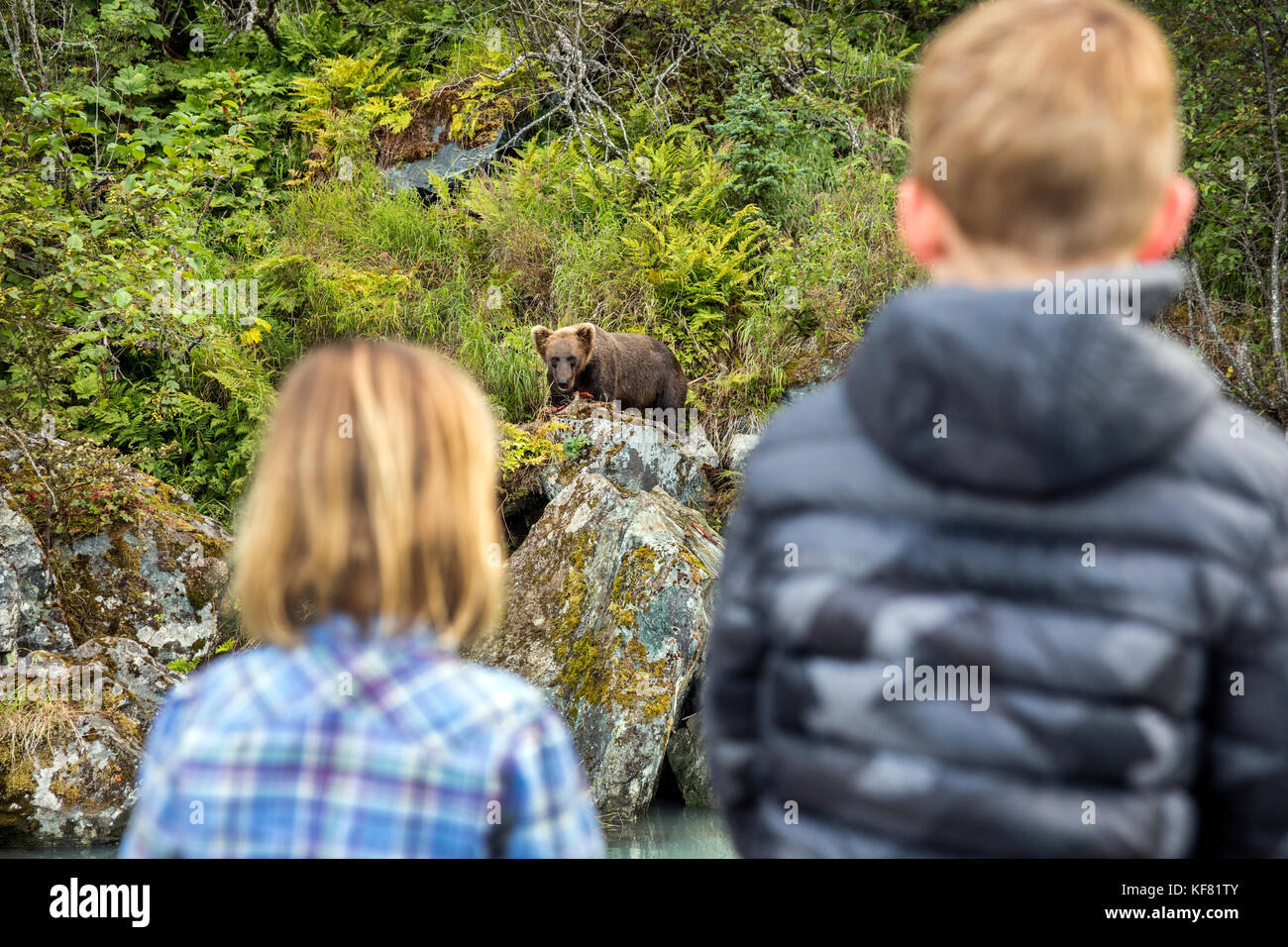 Usa, Alaska, redoute Bay, Big River Lake, junge Kinder aufpassen eines Braun grizzly Bär Futter von einer Distanz in Wolverine Cove Stockfoto