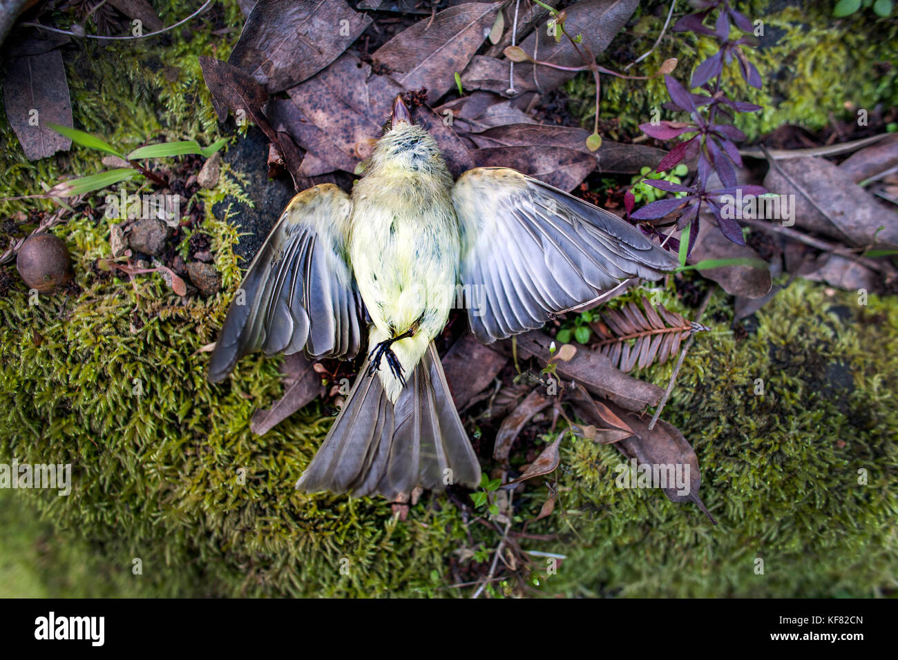 USA, Kalifornien, Mill Valley, ein wunderschöner toter Vogel liegt auf einem Stück grünen Moos Stockfoto
