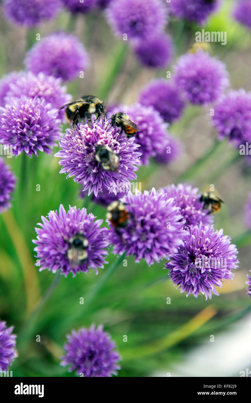 Kanada, Vancouver, British Columbia, Bienen bestäuben Blumen auf gambier Island, in der Howe Sound Stockfoto