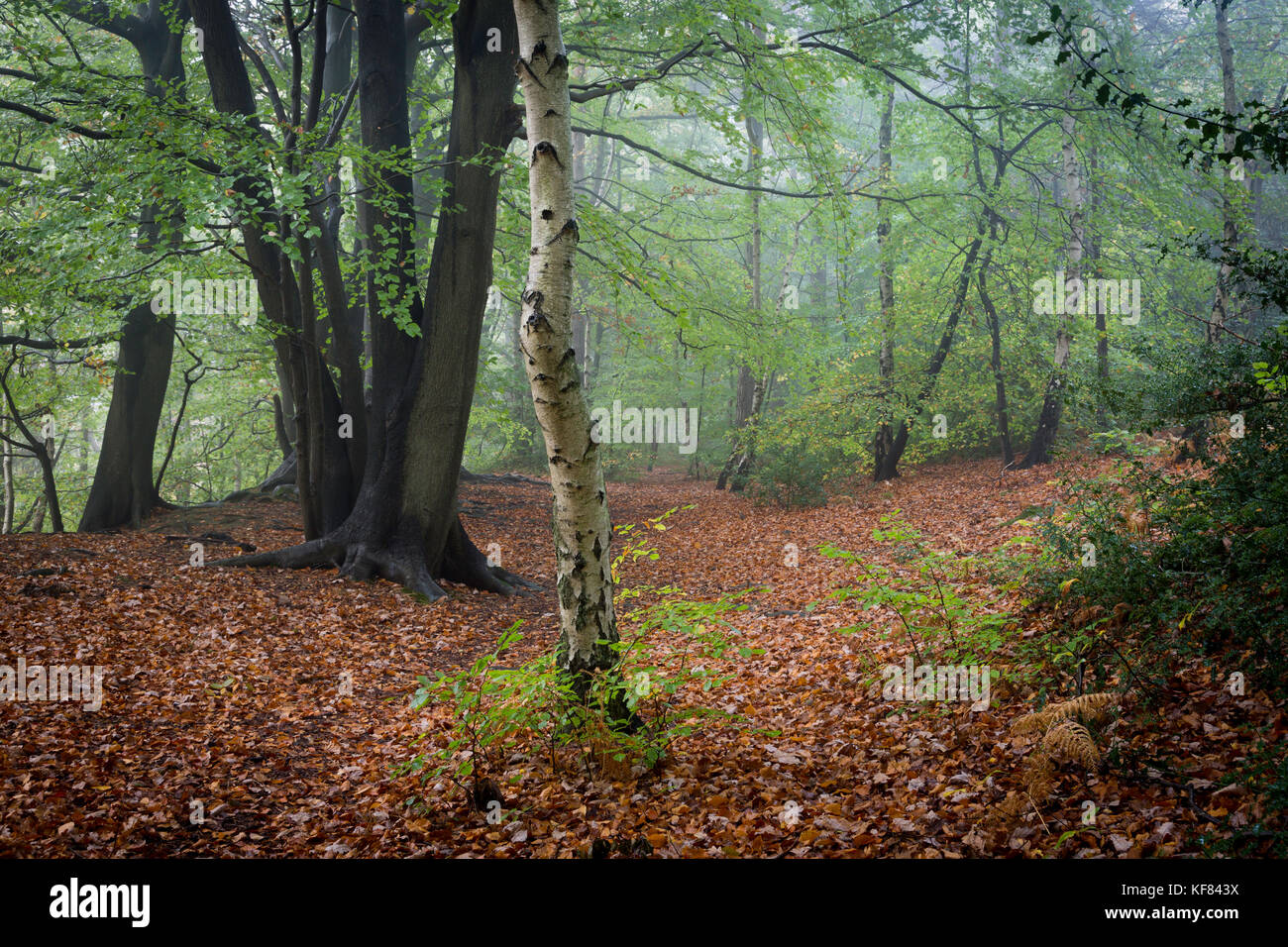 Herbst Farbe in Oldbury Hill, ein ehemaliger Eisenzeit hillfort in der Nähe von Sevenoaks, Kent, Großbritannien während Ende Oktober. Stockfoto