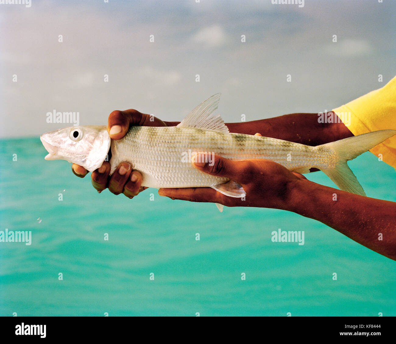 Fidschi, ein Mann hält einen Bonefish in der nördlichen Lau Inseln Stockfoto