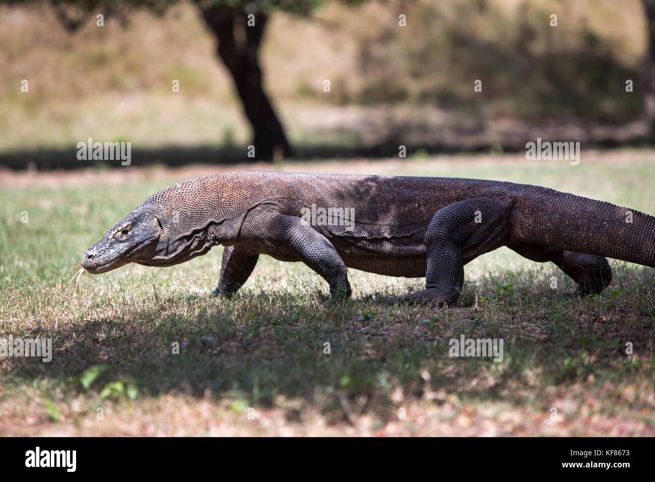 Indonesien, Flores, Rinca, einem großen männlichen Komodo Dragon auf der Suche nach Schatten Spaziergänge, Nusa Tenggara Timur, Komodo National Park Stockfoto
