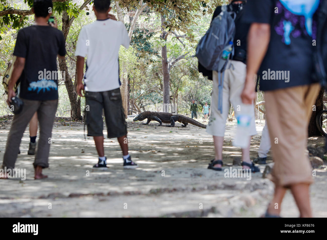 Indonesien, Flores, Rinca, Touristen beobachten Eine große männliche Komodo Drachen Spaziergang auf der Suche nach Schatten, Nusa Tenggara Timur, Komodo National Park Stockfoto