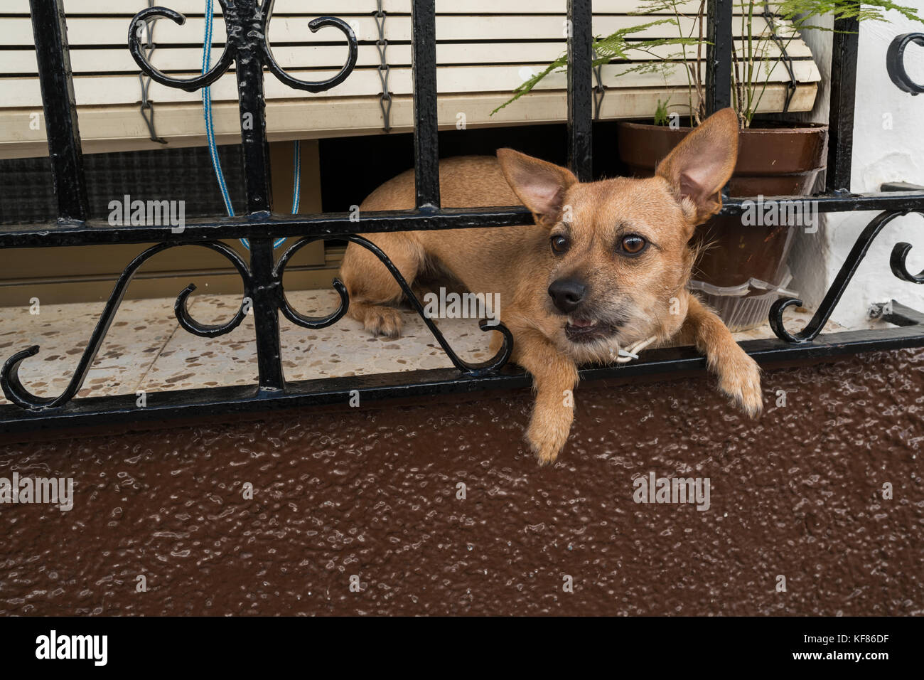 Einen Hund suchen, der aus einem Fenster in Setenil de las Bodegas. Andalusien, Spanien Stockfoto