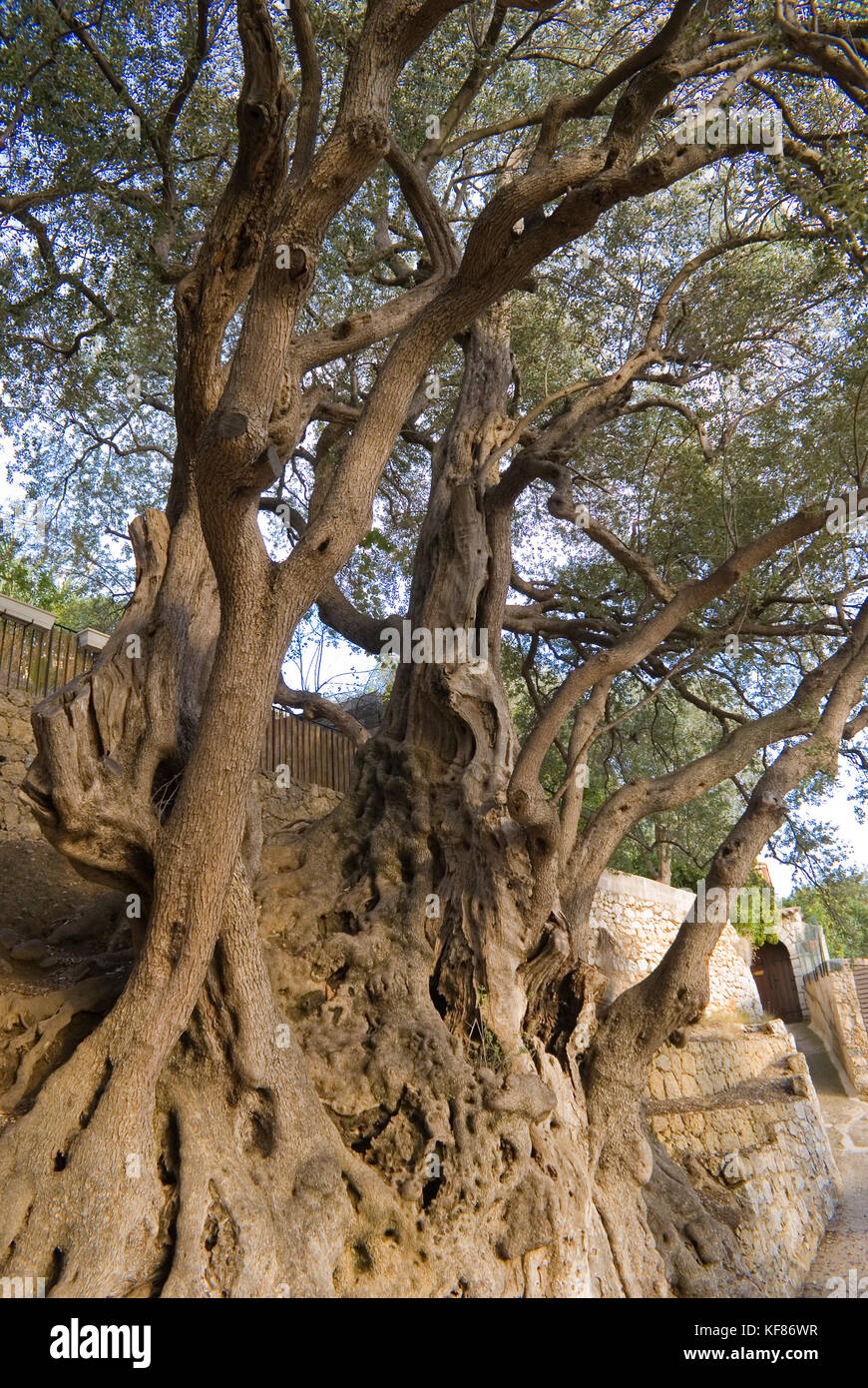 Tausend Jahre alten Olivenbaum in Cap Martin (Französische Riviera). Biologen vom diesem Baum haben, irgendwo zwischen 1.800 und 2.200 Jahren alt Stockfoto