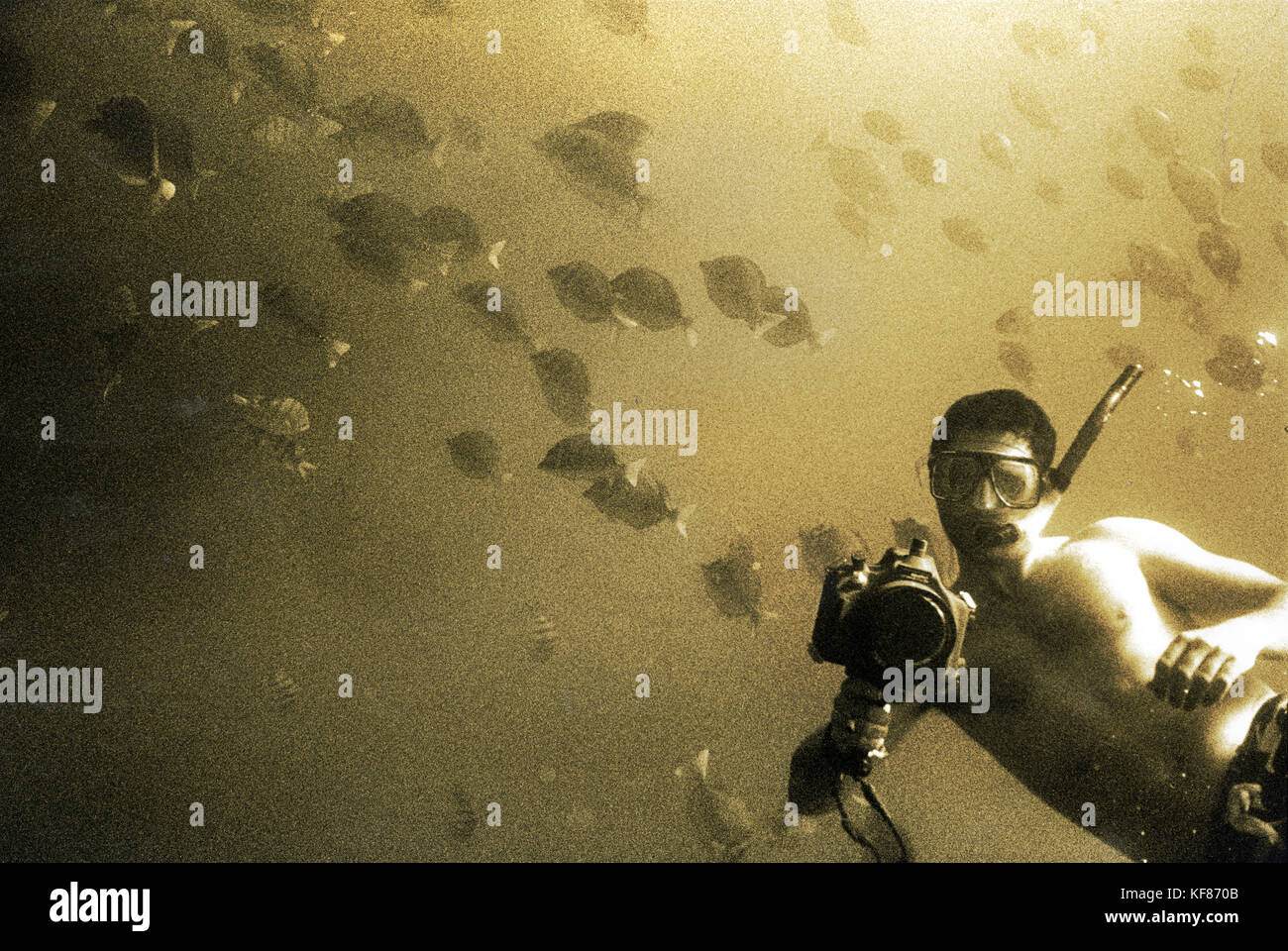 Mexiko, Cabo San Lucas, ein Unterwasser Porträt des Fotografen braun Cannon iii Schwimmen in der Schule der Fische mit seiner Kamera Stockfoto