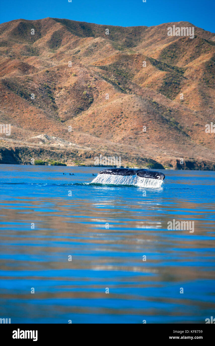 Mexiko, Baja, Magdalena Bay, Pazifischer Ozean, einem Grauen Wal gesehen, während sie Whale Watching in der Bucht Stockfoto