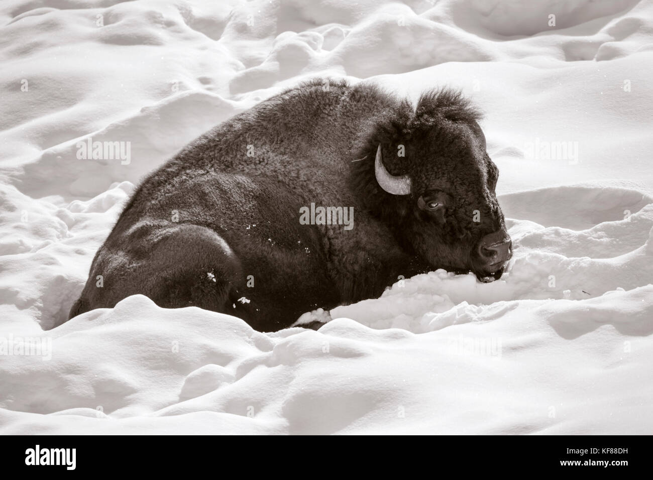 Usa, Wyoming, Yellowstone National Park, ein Bison Betten unten im Schnee warm, Lamar Valley zu halten Stockfoto
