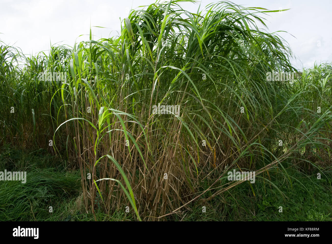 Miscanthus (im Allgemeinen als Elephant Grass bekannt) ist eine ertragreiche Energieernte, die über 3 Meter groß wird, Bambus ähnelt und jede Ernte produziert Stockfoto