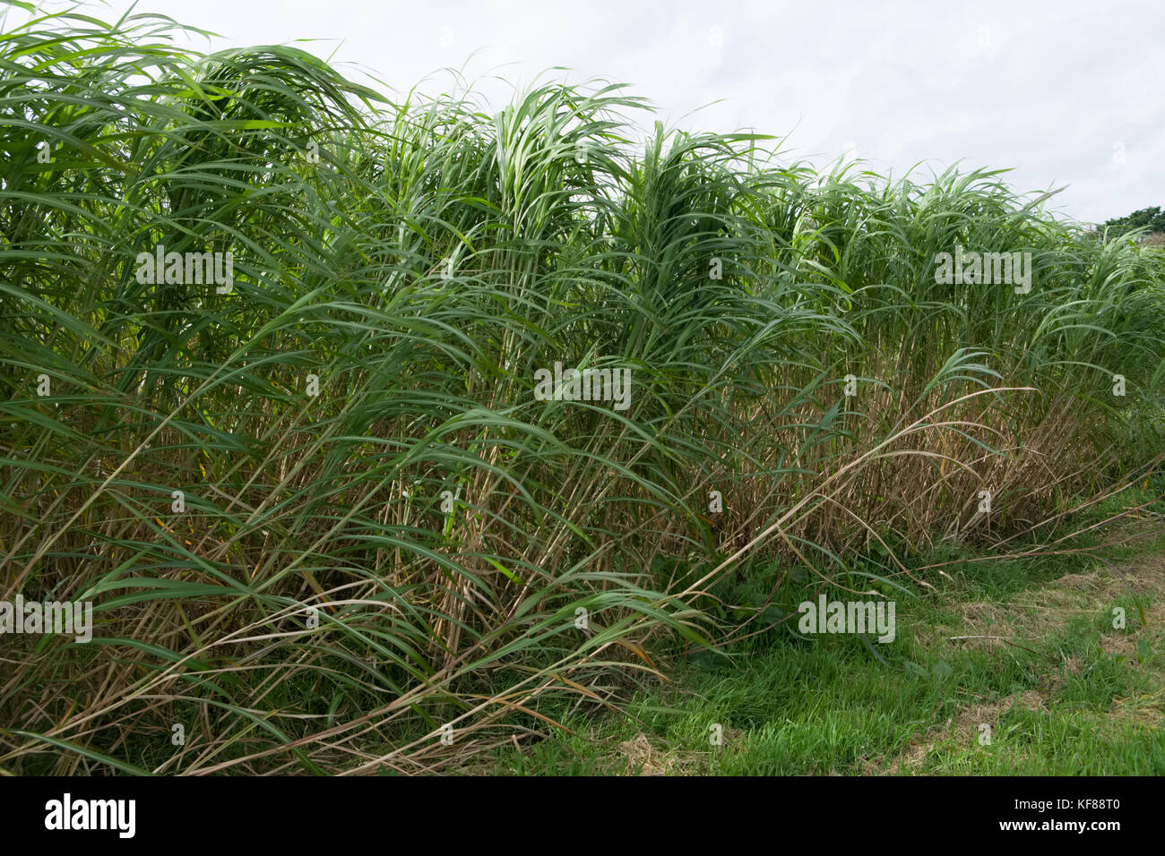 Miscanthus (im Allgemeinen als Elephant Grass bekannt) ist eine ertragreiche Energieernte, die über 3 Meter groß wird, Bambus ähnelt und jede Ernte produziert Stockfoto