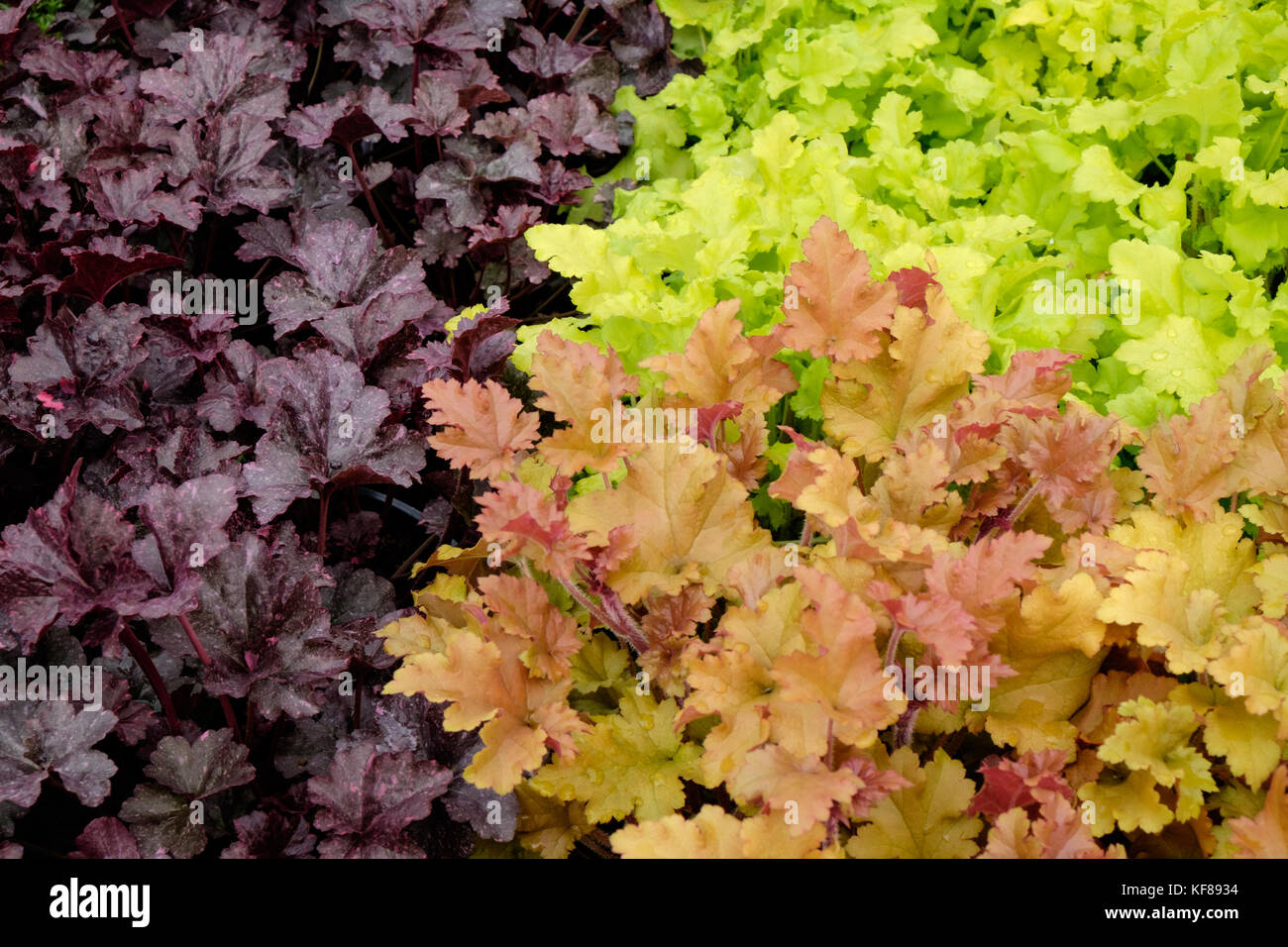 Kontrastierende Laub der verschiedenen Heuchera-Sorten, spritzte dunkel lila, lebendige Kalk und Korallen Orangetöne Stockfoto Kontrastierende Laub der verschiedenen Heuchera-Sorten, spritzte dunkel lila, lebendige Kalk und Korallen Orangetöne Stockfoto