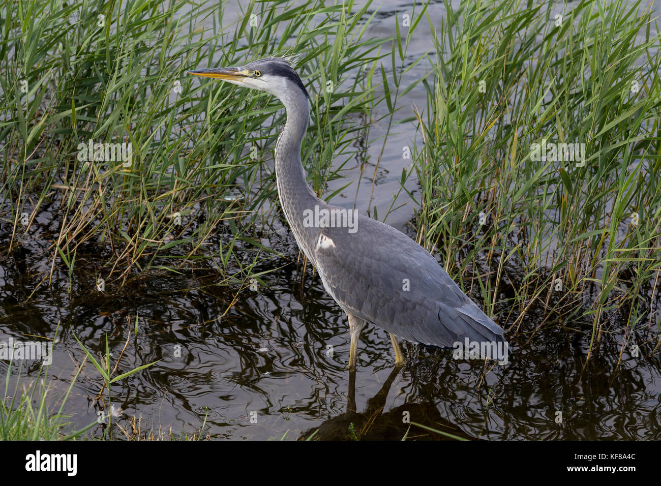 Graureiher - Ardea cinerea - eine langbeinige räuberischen waten Vogel in gemässigten Europa und Asien und auch Teile von Afrika gefunden. Stockfoto