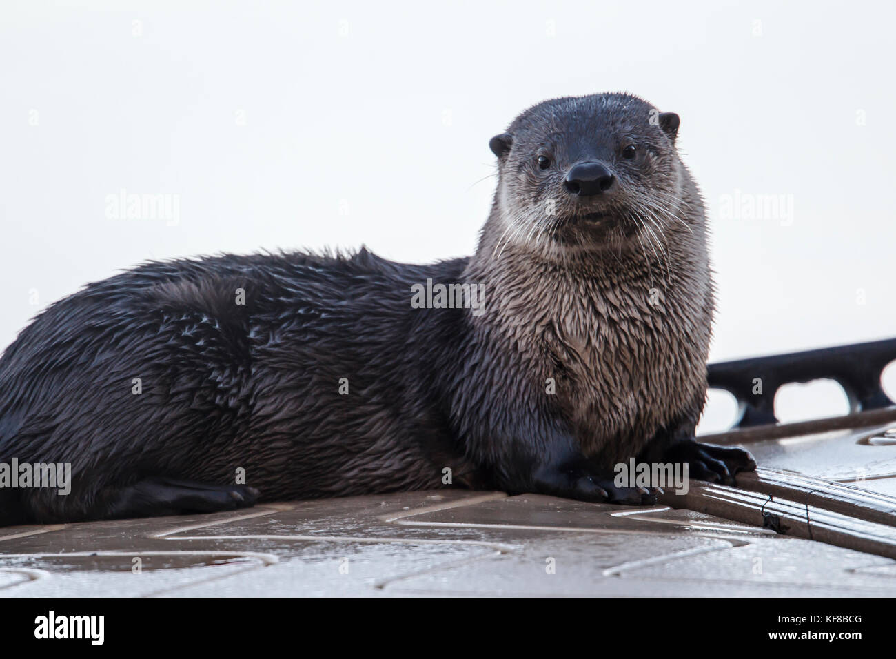 Eine Nahaufnahme eines süßen Otter auf einem Dock bei Hauser Lake, Idaho  Stockfotografie - Alamy