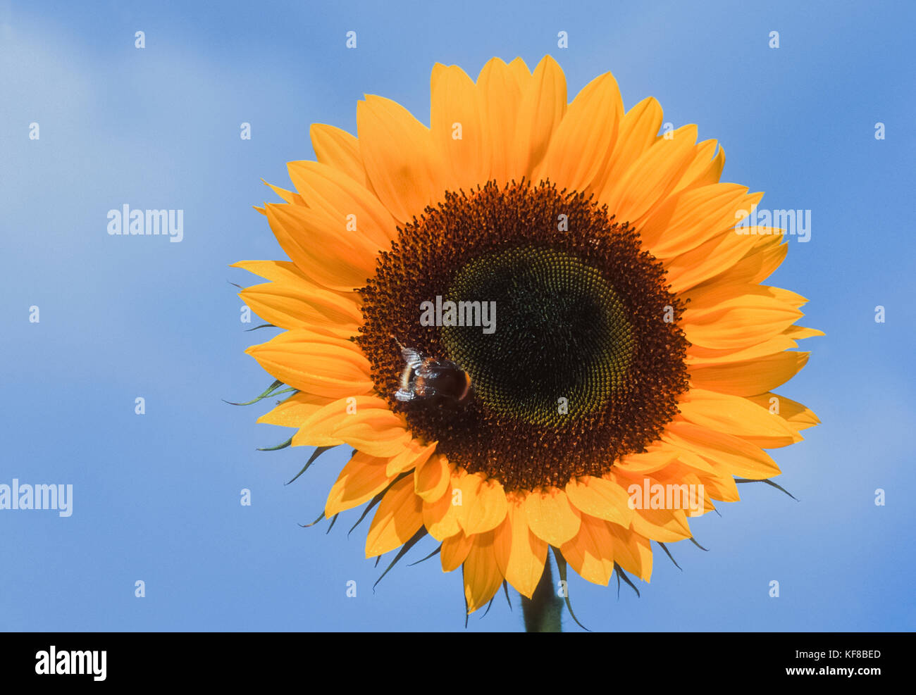 Arbeitnehmer Buff-tailed Hummel (Bombus terrestris), Nektar ernähren von Helianthus oder Sonnenblume (Helianthus annuus), Kew Gardens, London, Vereinigtes Königreich Stockfoto