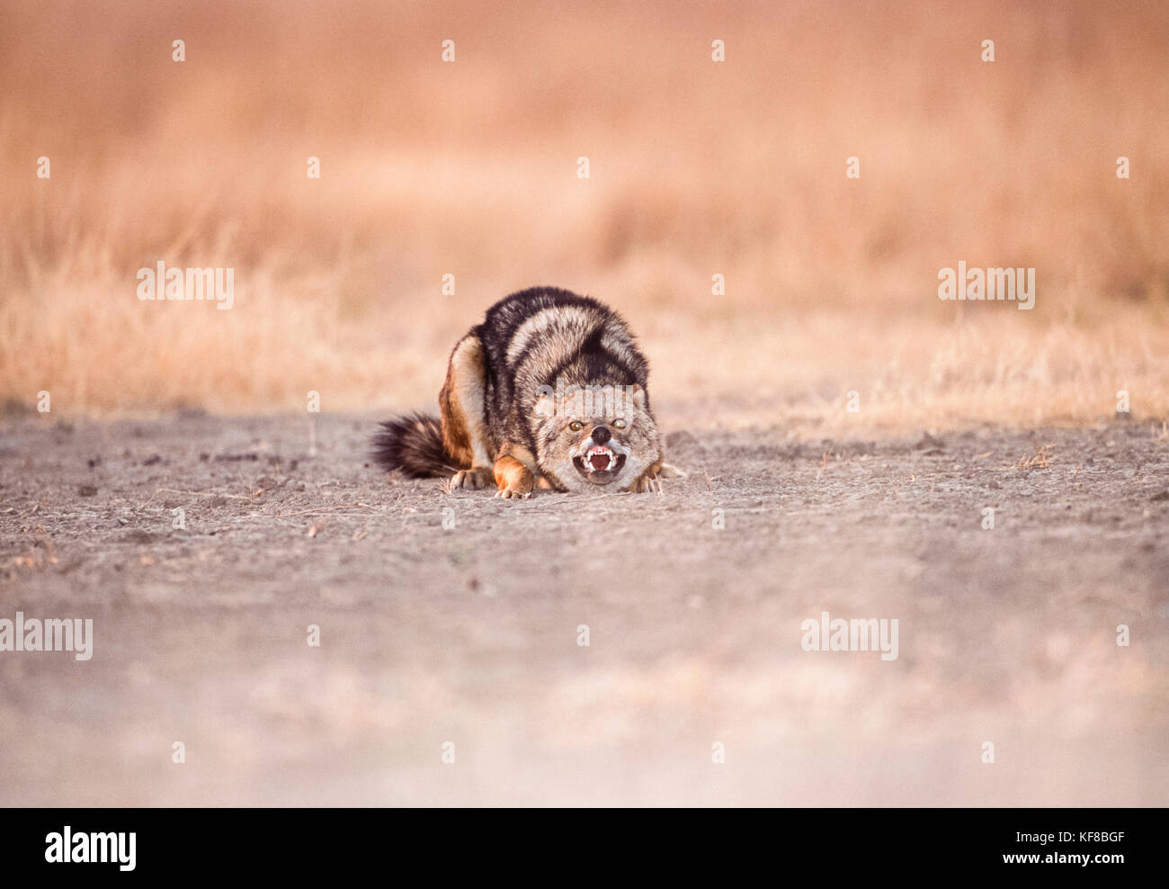 Indischer Schakal oder Goldschakal, Canis aureus indicus, zeigt unterwürfiges Verhalten, Keoladeo Ghana National Park, Bharatpur, Rajasthan, Indien Stockfoto