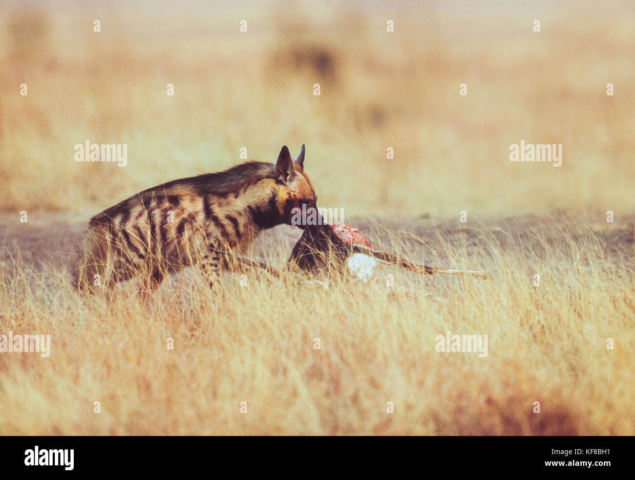 Indische gestreifte Hyänen, (Hyaena hyaena), scavenging Hirschziegenantilope Wolf töten, Velavadar Nationalpark, Gujarat, Indien. Stockfoto