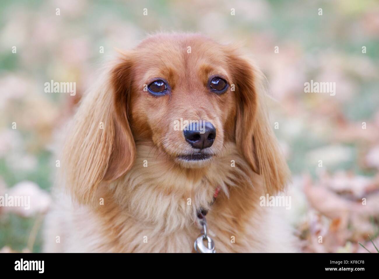 Eine langhaarige Dackel draußen auf dem Rasen. Bis auf den Kopf zu schließen. Stockfoto