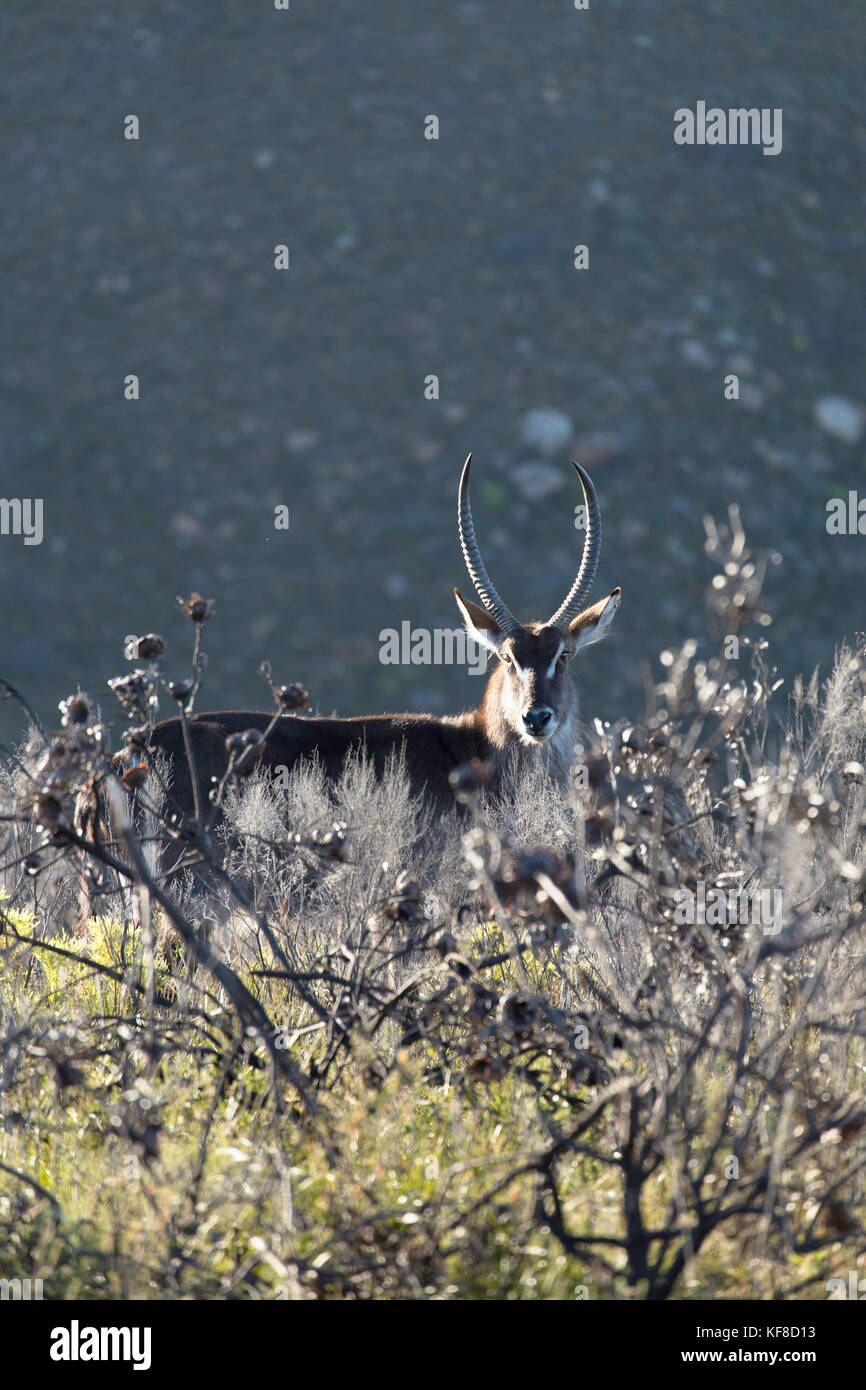 Wasser Buck, botlierskop Private Game Reserve, Western Cape, Südafrika Stockfoto