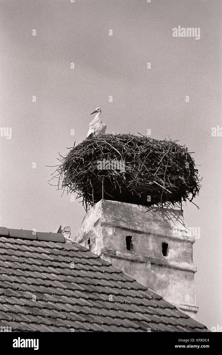 Österreich, Rost, ein storchennester in einem Schornstein auf dem Dach in der Mitte der Stadt, Burgenland (b&w) Stockfoto