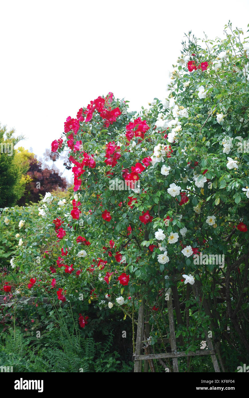 Rosa Dortmund - Dortmund Kletterrose Stockfoto