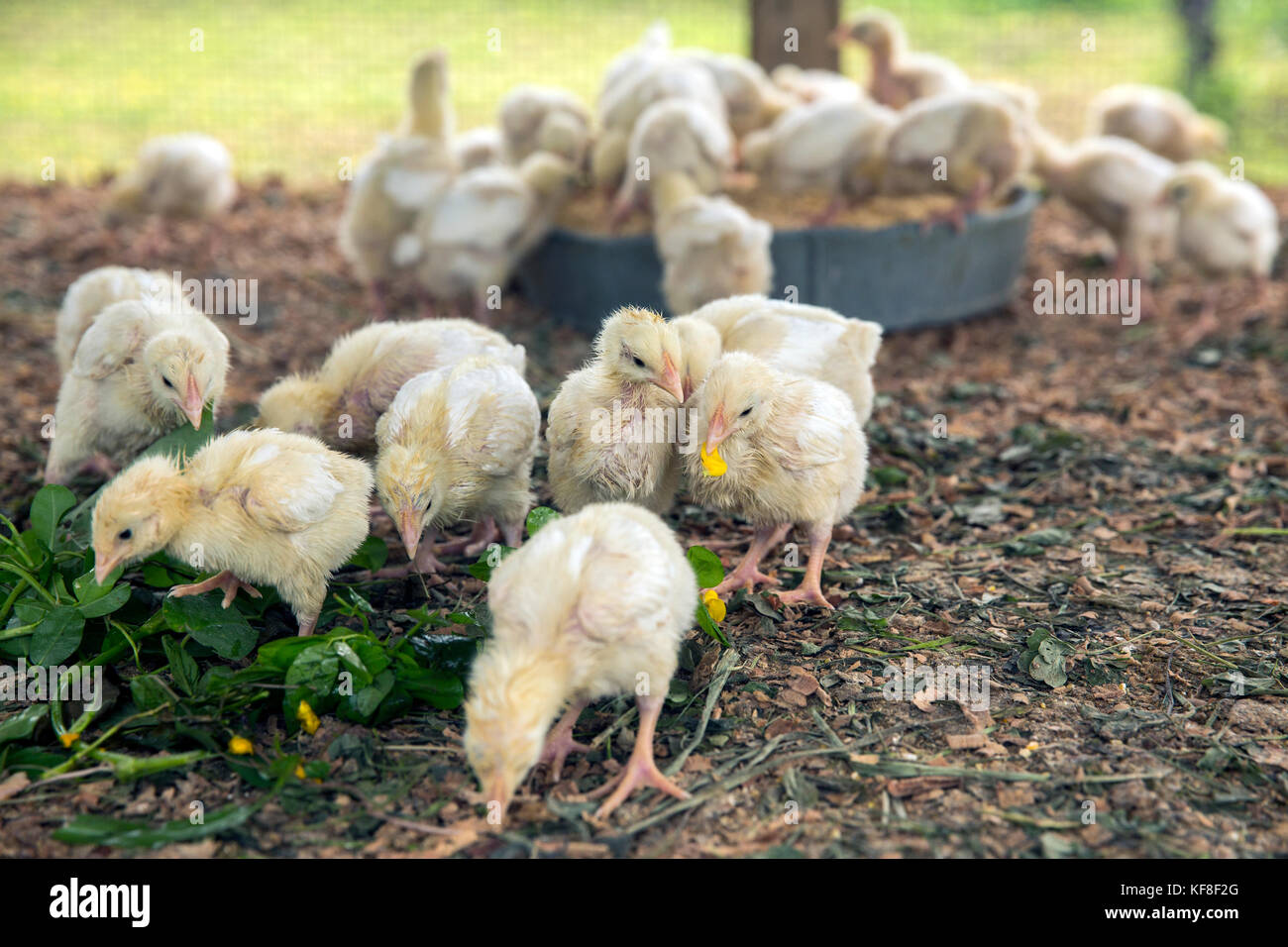 Belize, Punta Gorda, Toledo, Belcampo Belize Lodge und Dschungel Bauernhof bietet einen einen Bauernhof zu Tisch Küche vom eigenen Bio-Bauernhof mit Strom versorgt wird, sie ihre Stockfoto