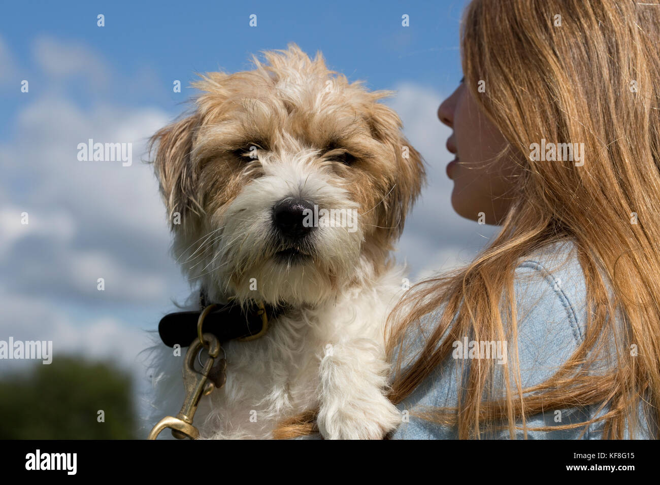 Nahaufnahme pet-Terrier Hund von jugendmädchen Broadway uk Stockfoto