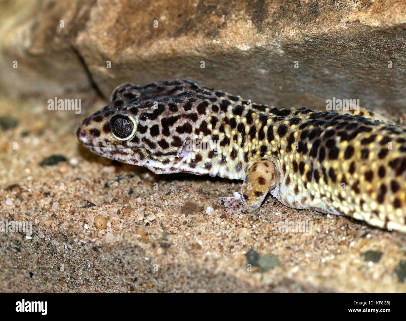Asian Leopard Gecko (Eublepharis macularius), in Pakistan und in Indien gefunden. Stockfoto