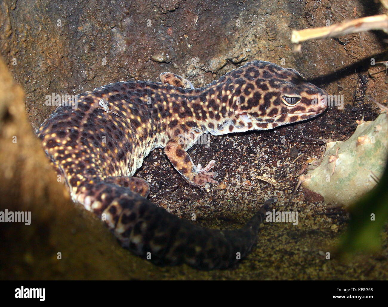 Asian Leopard Gecko (Eublepharis macularius), in Pakistan und in Indien gefunden. Stockfoto