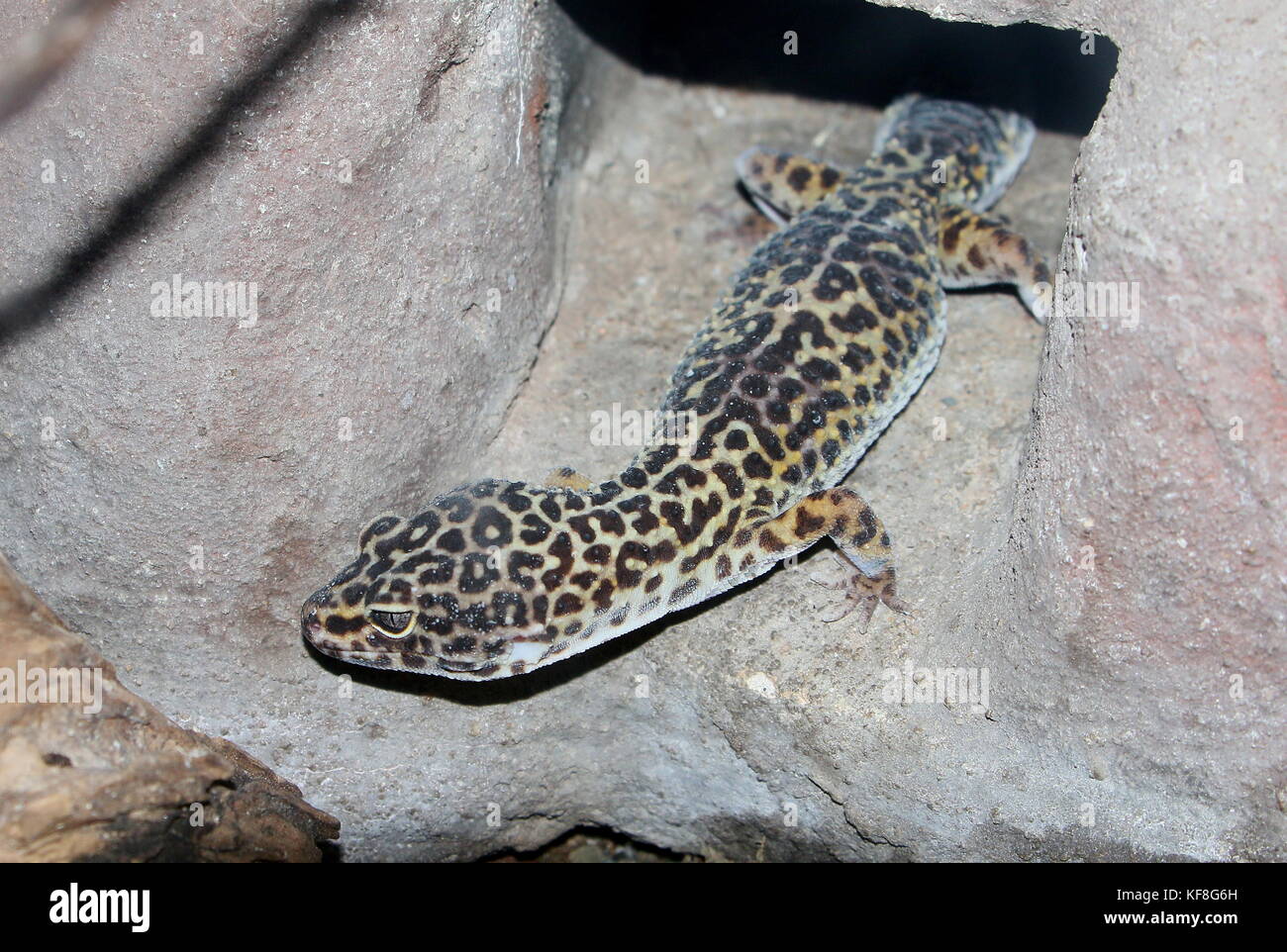 Asian Leopard Gecko (Eublepharis macularius), in Pakistan und in Indien gefunden. Stockfoto