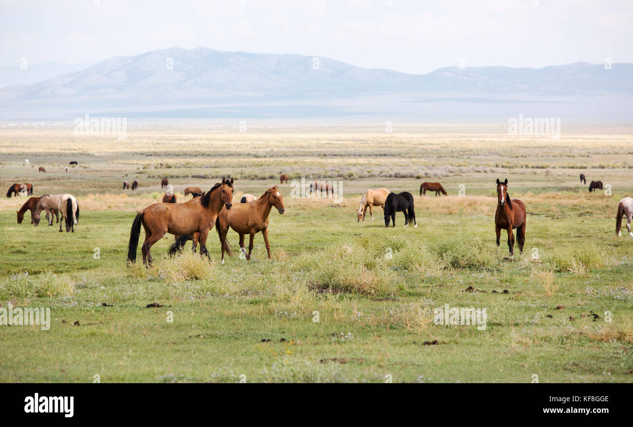 Usa, Nevada, Brunnen, mustang Monument, einer nachhaltigen Luxus Eco Resort und für wilde Pferde bewahren, das ist die Heimat von 650 gerettet Mustangs, die Stockfoto