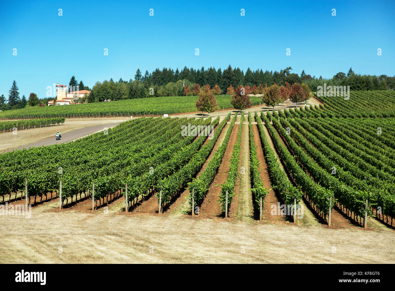 Usa, Oregon, Willamette Valley, Reihen von Reben im Domaine serene, Dayton Stockfoto