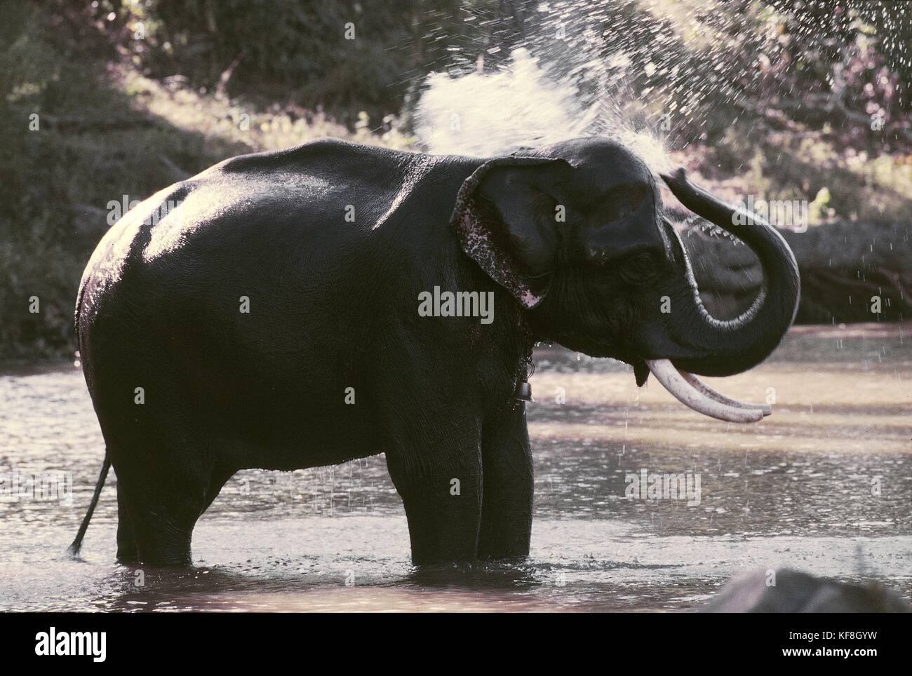 Zoologie, elefantidi, proboscideans, indische oder asiatische Elefant (elephas maximus). Indien. Stockfoto