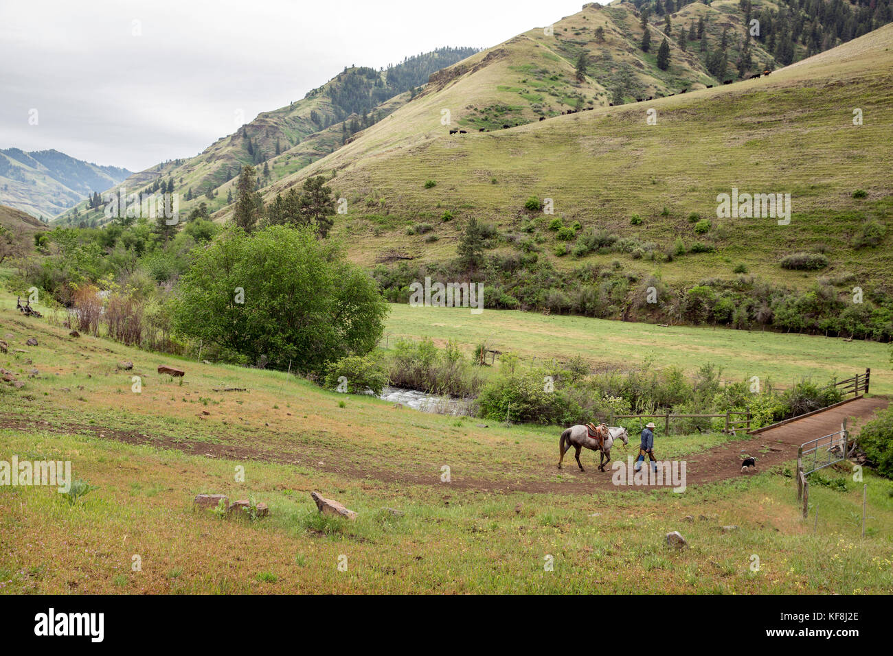 Usa, Oregon, Joseph, cowboy Todd Nash bereitet sich auf einen viehtrieb bis Big Sheep Creek Stockfoto