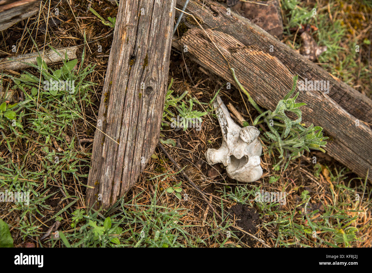 Usa, Oregon, Joseph, eine Kuh Knochen am Boden bis die Wild Horse Entwässerung über Big Sheep Creek liegt Stockfoto