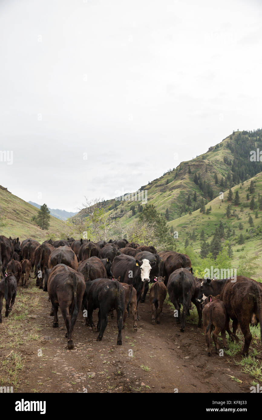 Usa, Oregon, Joseph, Rinder aus Wild Horse Creek, Big Sheep Creek Creek zu lenken bewegt wird Stockfoto