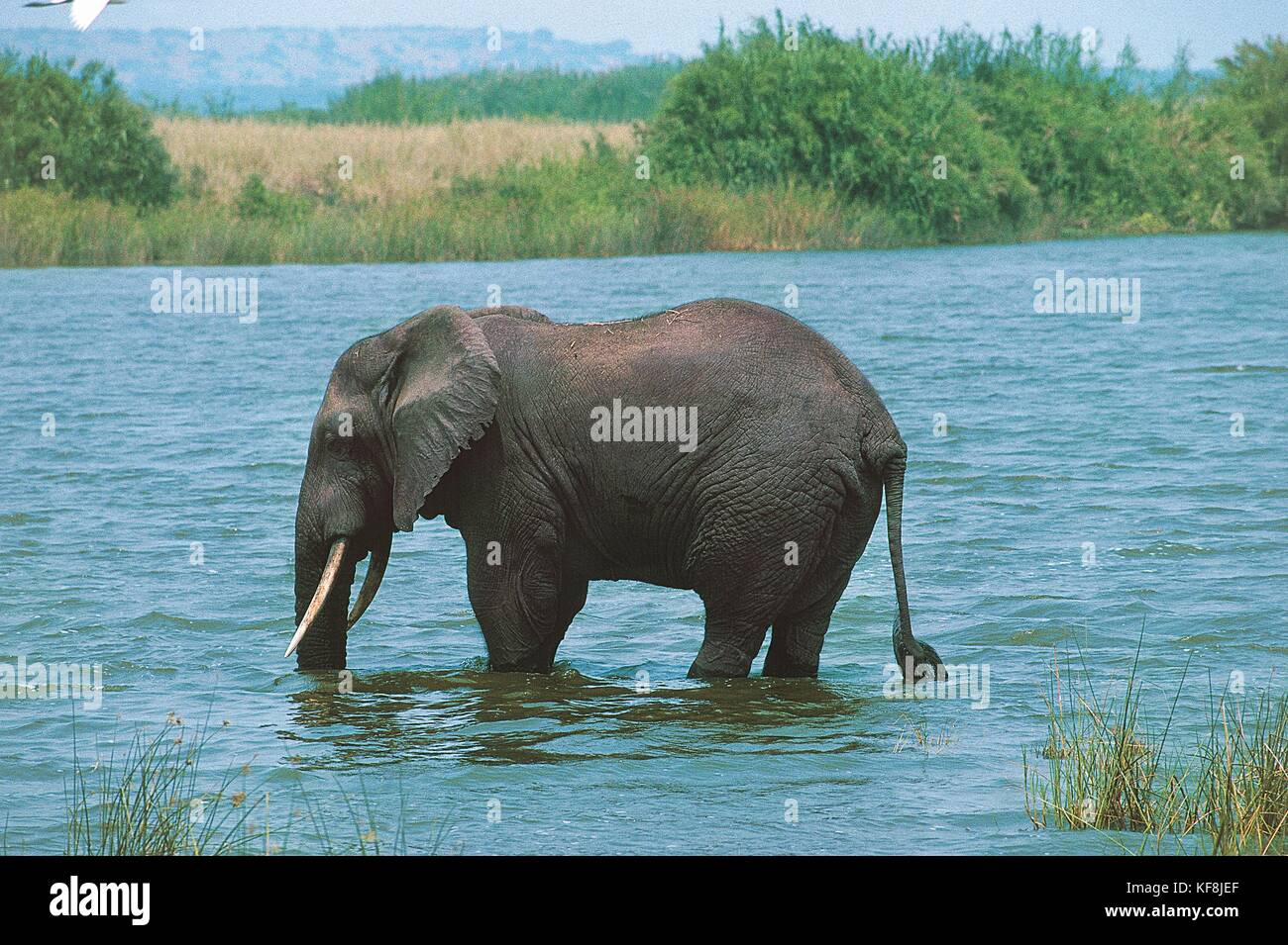 Zoologie, elefantidi, proboscideans, Afrikanischer Elefant (loxodonta Africana). Uganda, Queen Elizabeth National Park. Stockfoto