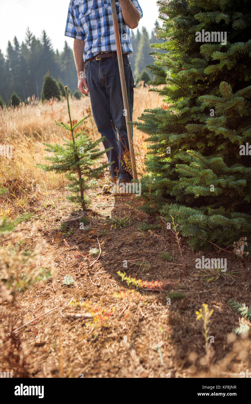 Usa, Oregon, Corbett, Trout Creek Tree Farm, Inhaber Tom norby auf seinem 80 Hektar großen Edle Tanne Weihnachtsbaum Bauernhofes, in den Ausläufern in der Nähe von Mt eingebettet ist. h Stockfoto