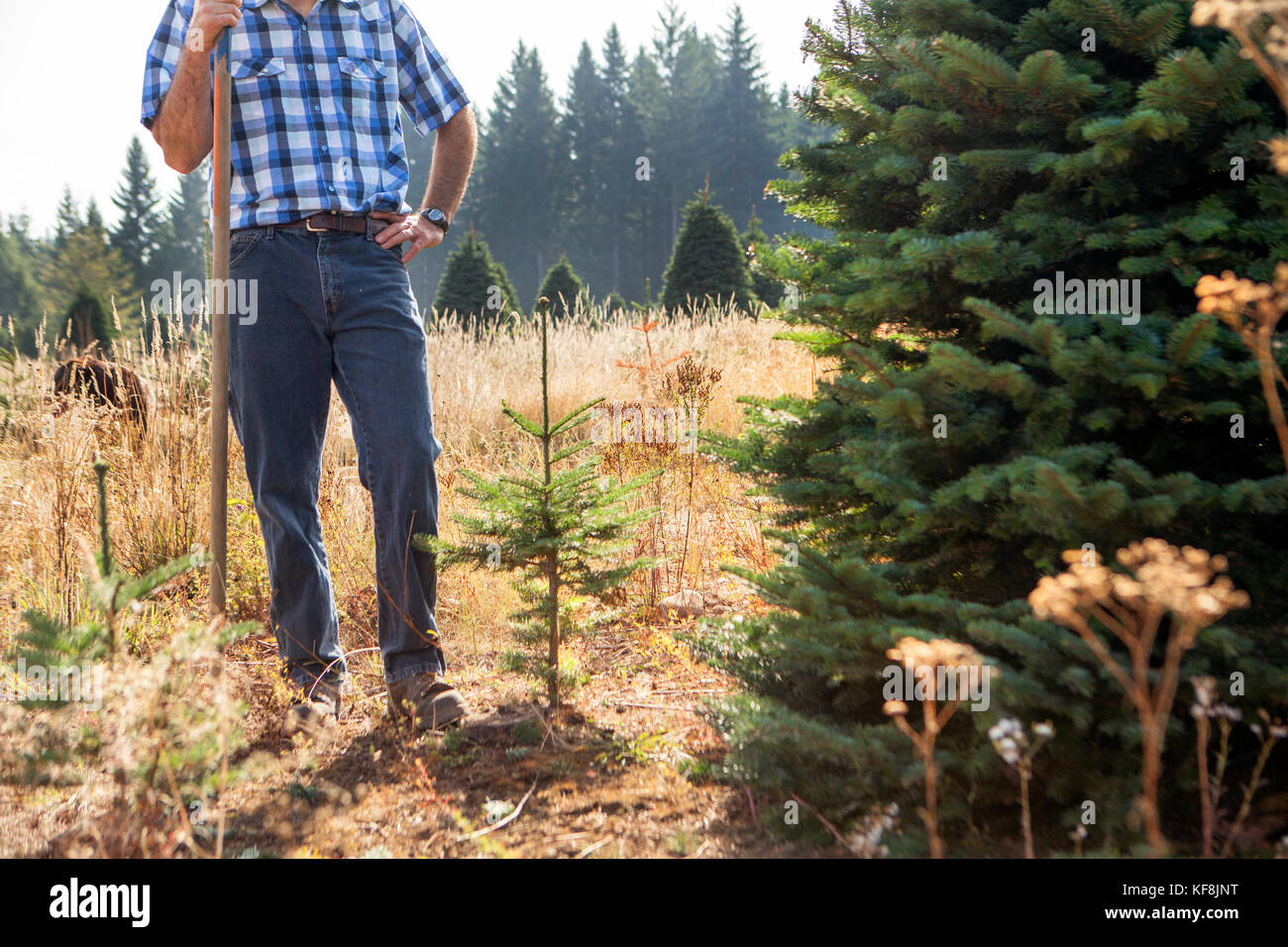 Usa, Oregon, Corbett, Trout Creek Tree Farm, Inhaber Tom norby auf seinem 80 Hektar großen Edle Tanne Weihnachtsbaum Bauernhofes, in den Ausläufern in der Nähe von Mt eingebettet ist. h Stockfoto