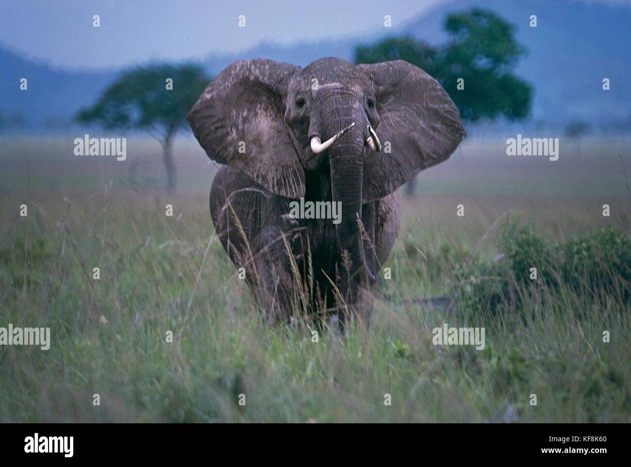 Zoologie, elefantidi, proboscideans, Afrikanischer Elefant (loxodonta Africana). Stockfoto