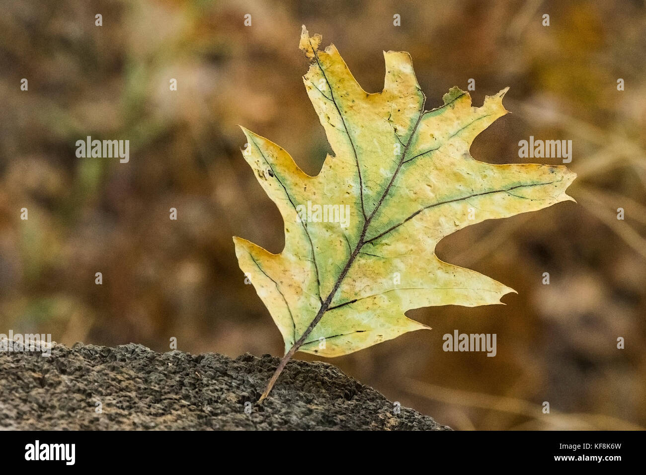 Schwarz eiche Blätter hängen an den Zaun im Herbst Jahreszeit an den Wald im Yosemite Valley Stockfoto