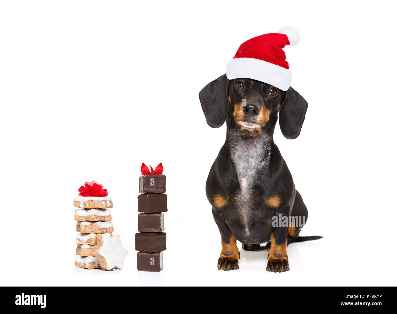 Lustige dackel Wurst santa claus Hund auf Weihnachten das Tragen der roten Urlaub hat, auf weißem Hintergrund, Cookies oder behandelt Stockfoto