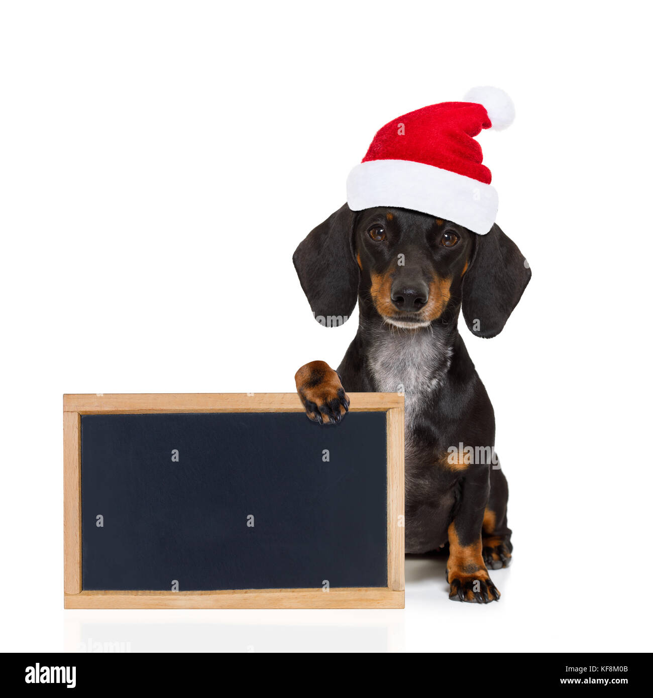 Lustige dackel Wurst santa claus Hund auf Weihnachten das Tragen der roten  Urlaub hat, auf weißem Hintergrund, halten ein Banner oder Tafel p  Stockfotografie - Alamy