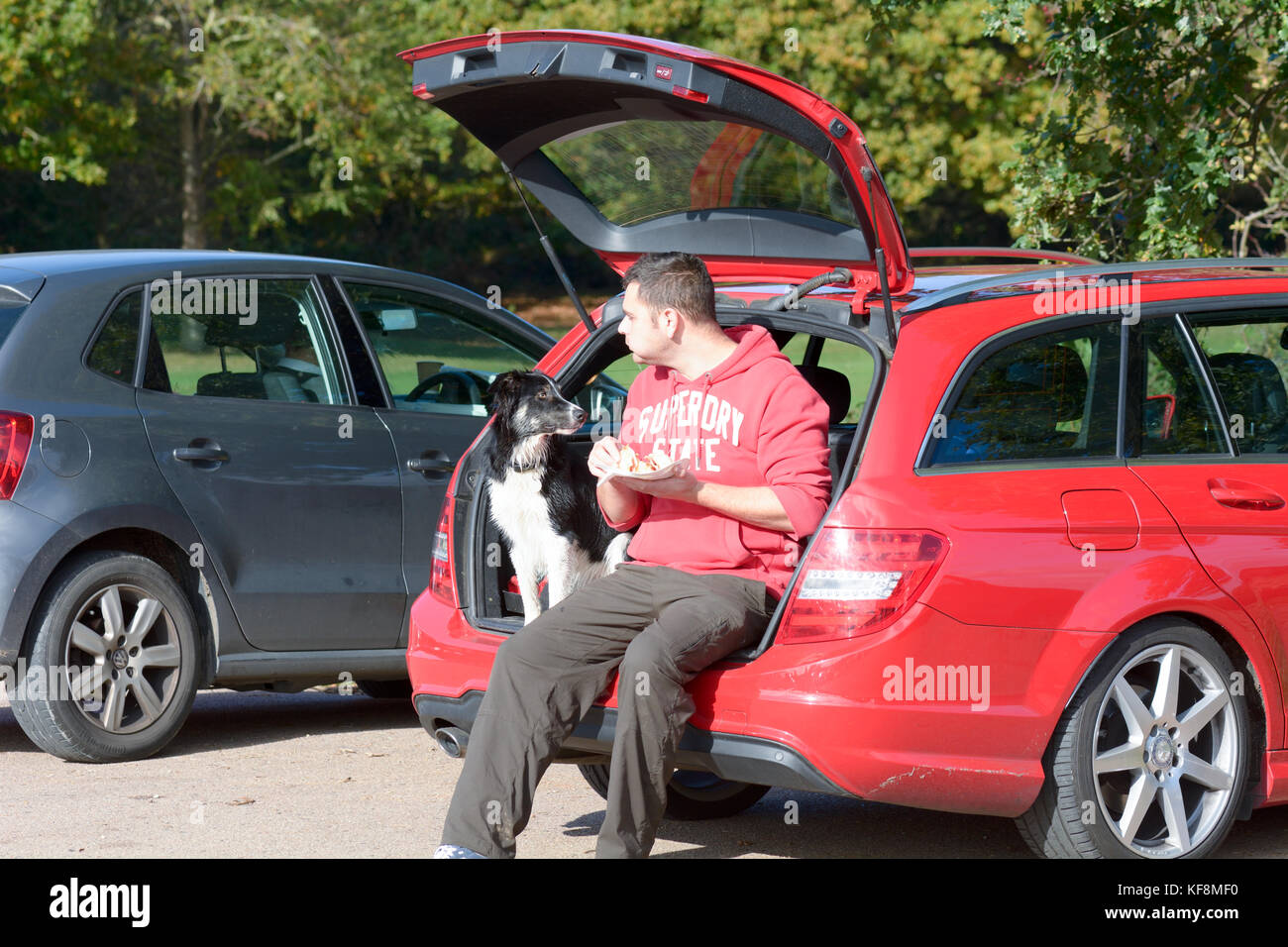 Mann sitzt im Kofferraum des Autos essen eine Speck sandwich als seine Border Collie Hund auf Wunsch in Reigate, Surrey, England zu teilen sieht Stockfoto