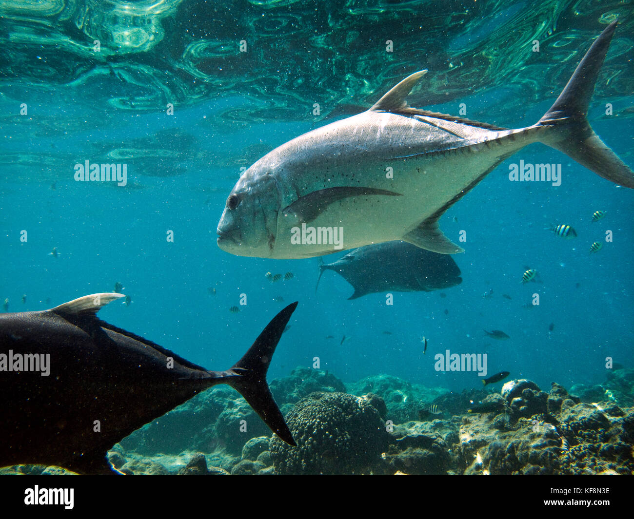 Philippinen, palawan El Nido, maniloc Island, Jack Fische schwimmen in den flachen Gewässern von Miniloc Island Resort, bacuit Bucht in das Südchinesische Meer. Stockfoto