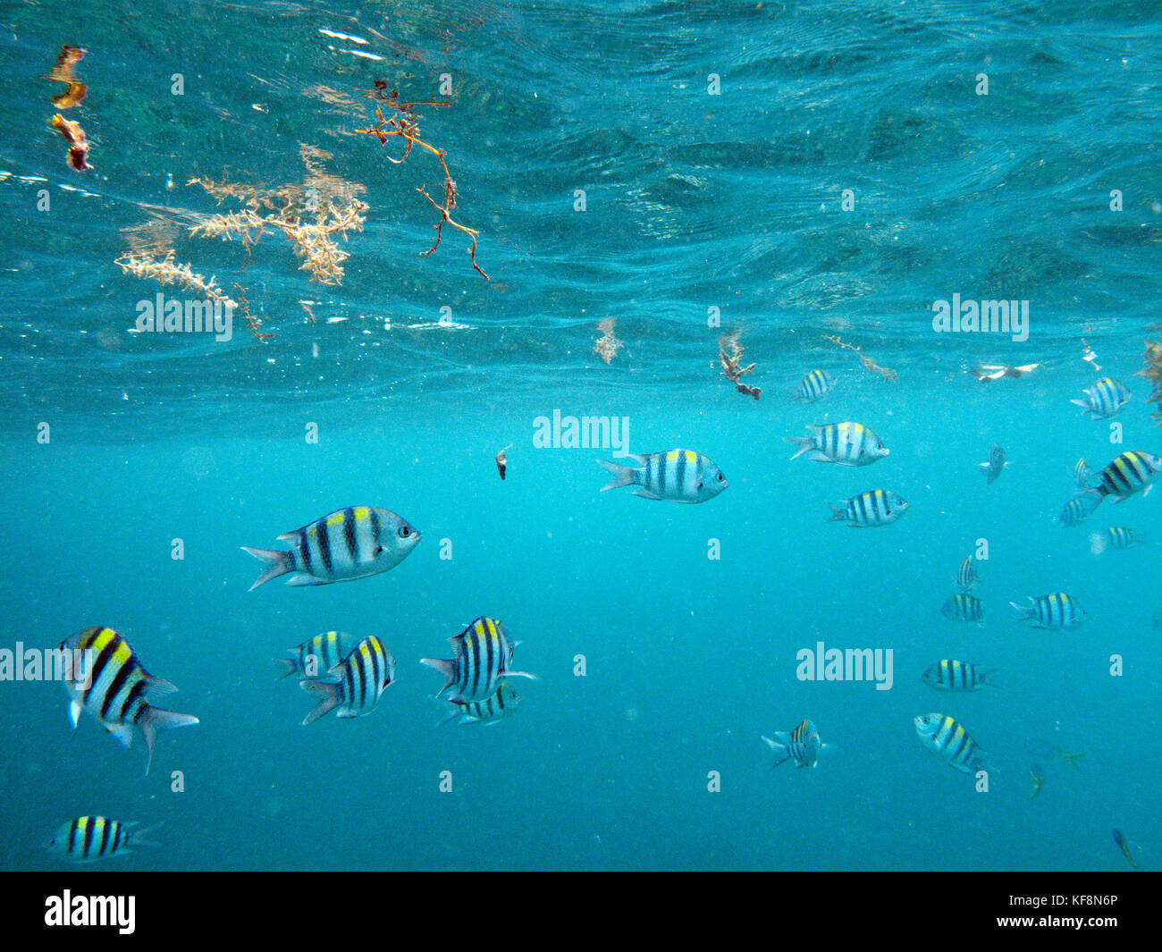 Philippinen, palawan El nido Lagen Island, Schnorcheln, mit Fisch an Lagen Island Resort Cottages in bacuit Bucht in das Südchinesische Meer. Stockfoto
