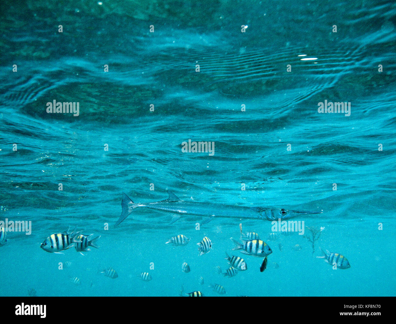 Philippinen, palawan El nido Lagen Island, Schnorcheln, mit Fisch an Lagen Island Resort Cottages in bacuit Bucht in das Südchinesische Meer. Stockfoto