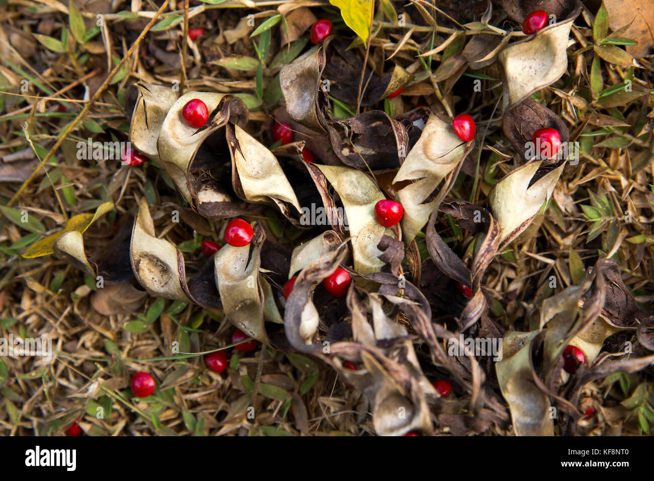Mamou Fotos und Bildmaterial in hoher Auflösung Alamy